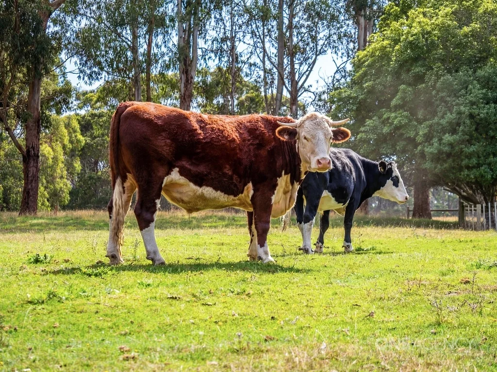 Additional image 31 of 444 Hardmans Road, Mella TAS 7330