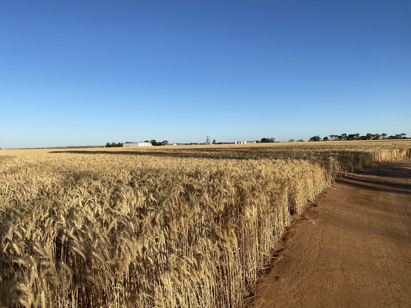 "Amaroo" East Kulin, Kulin WA 6365, Image 2