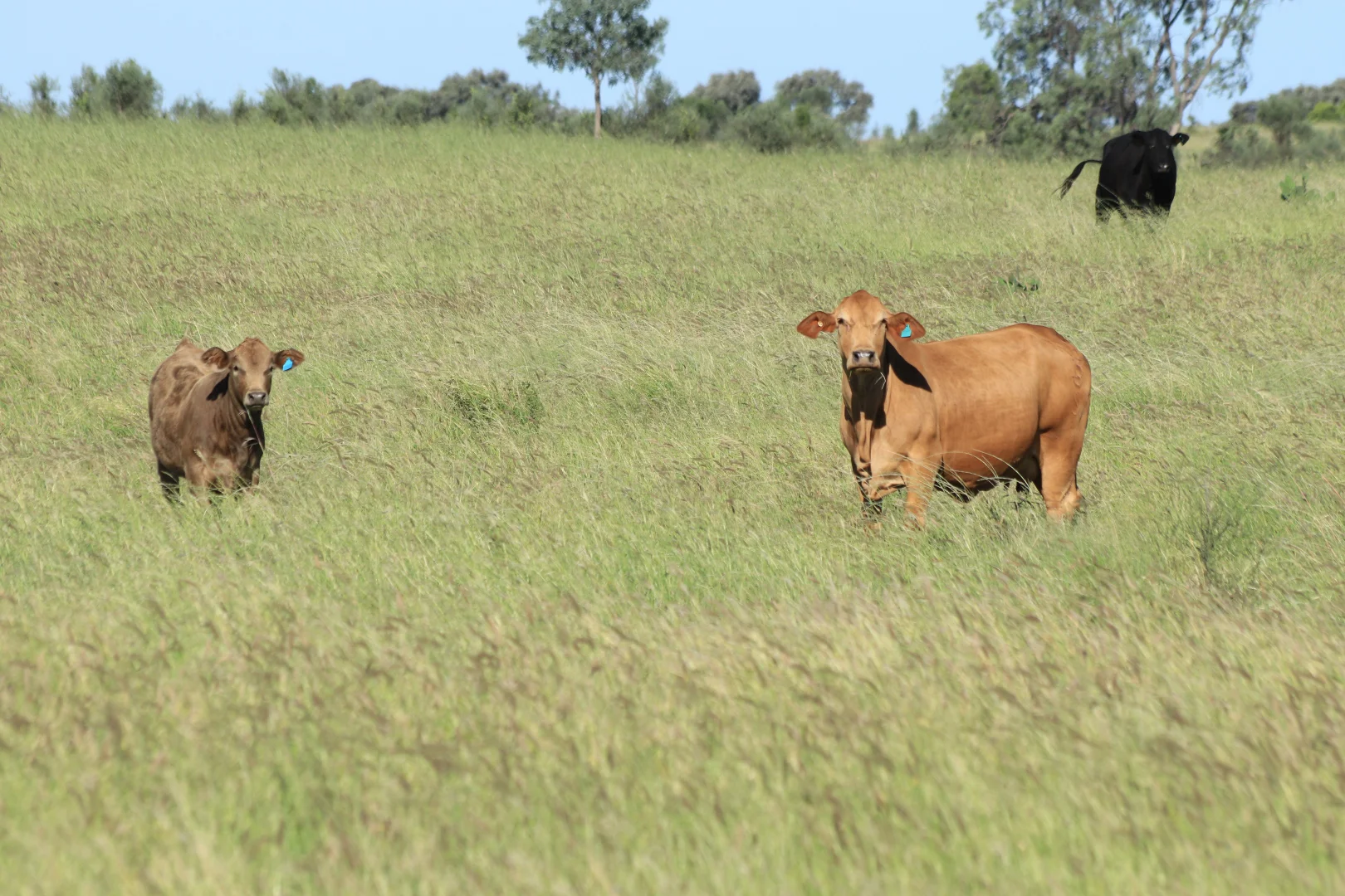 Additional image 8 of Roma QLD 4455