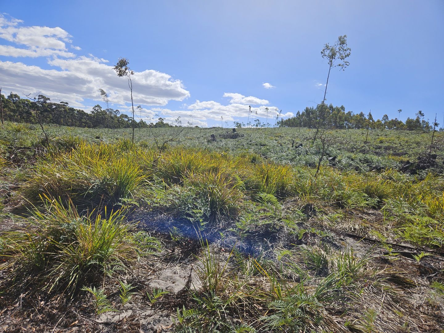 161 Levendale Back Road, Levendale TAS 7120 House for Sale 450,000