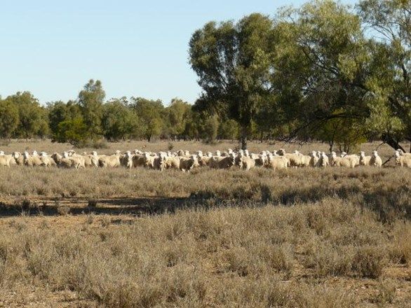 67 Baradine-Collarenebri Road, Collarenebri NSW 2833, Image 0