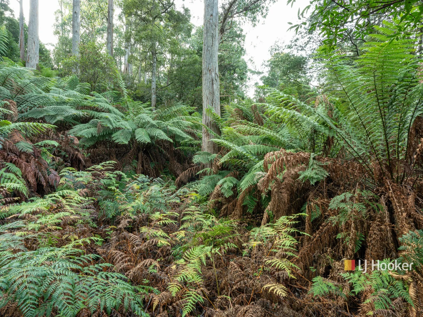 Image 13
