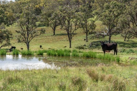 Watsons Creek NSW 2355, Image 1