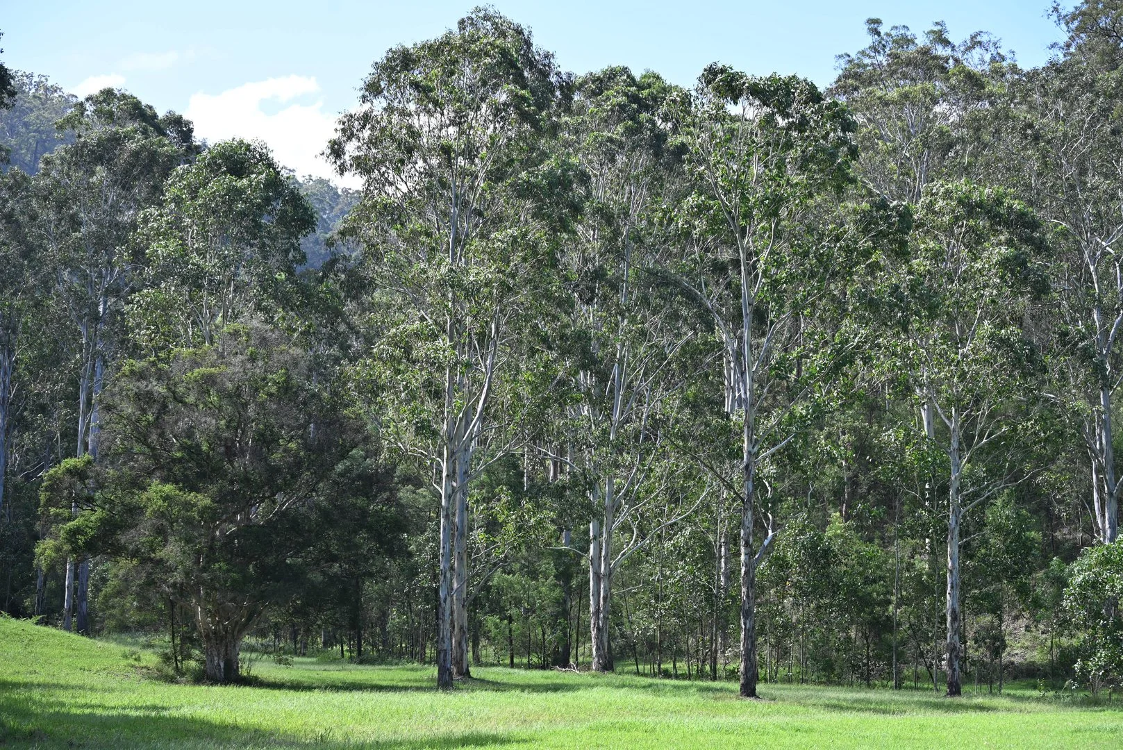 Additional image 14 of Upper Yango Ck Rd, Laguna NSW 2325