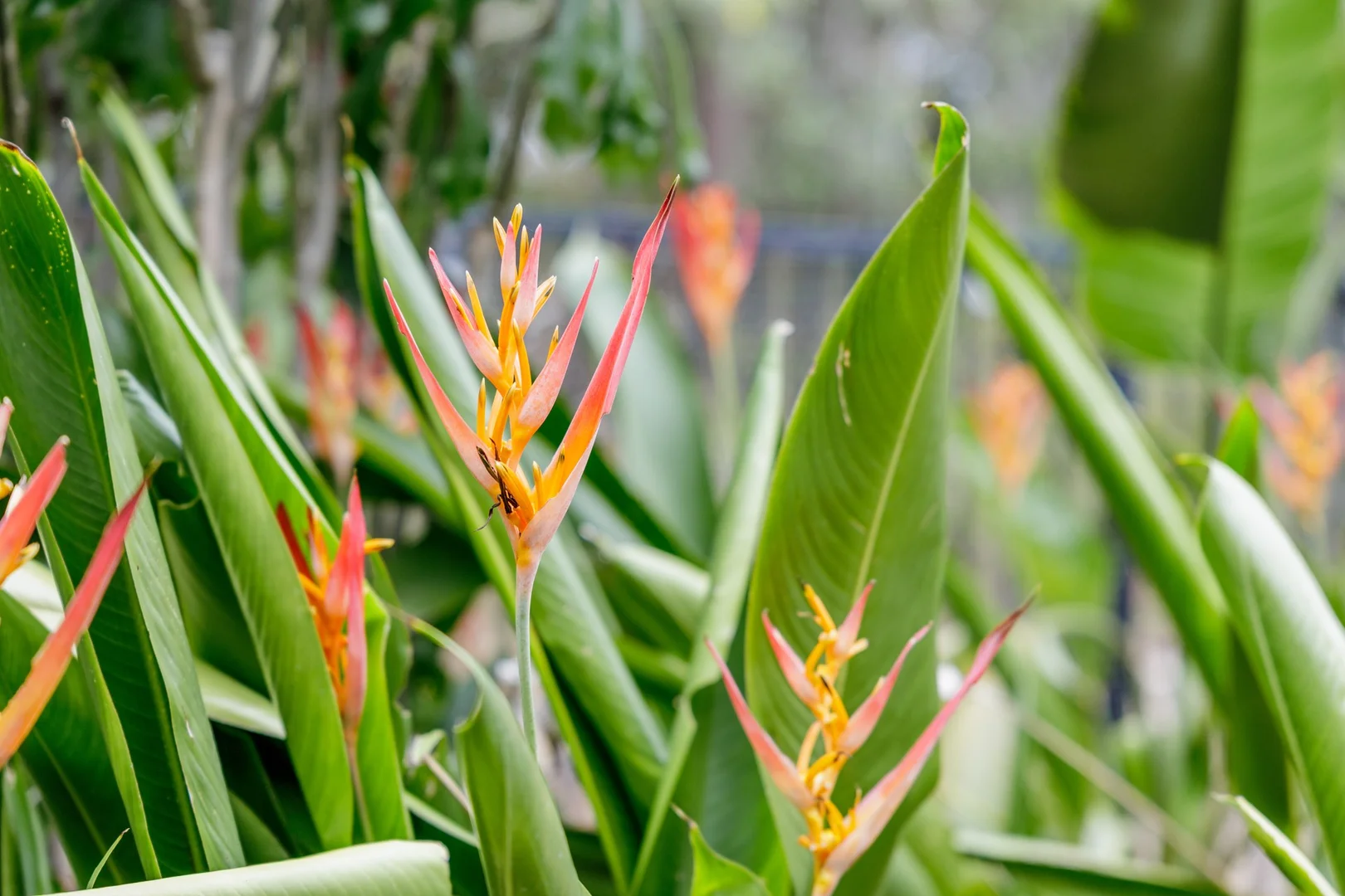 Additional image 10 of 40/140 Endeavour Boulevard, North Lakes QLD 4509