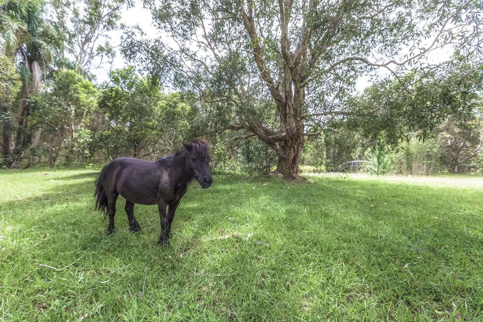 26 Jirrima Crescent, Cooroibah QLD 4565, Image 0