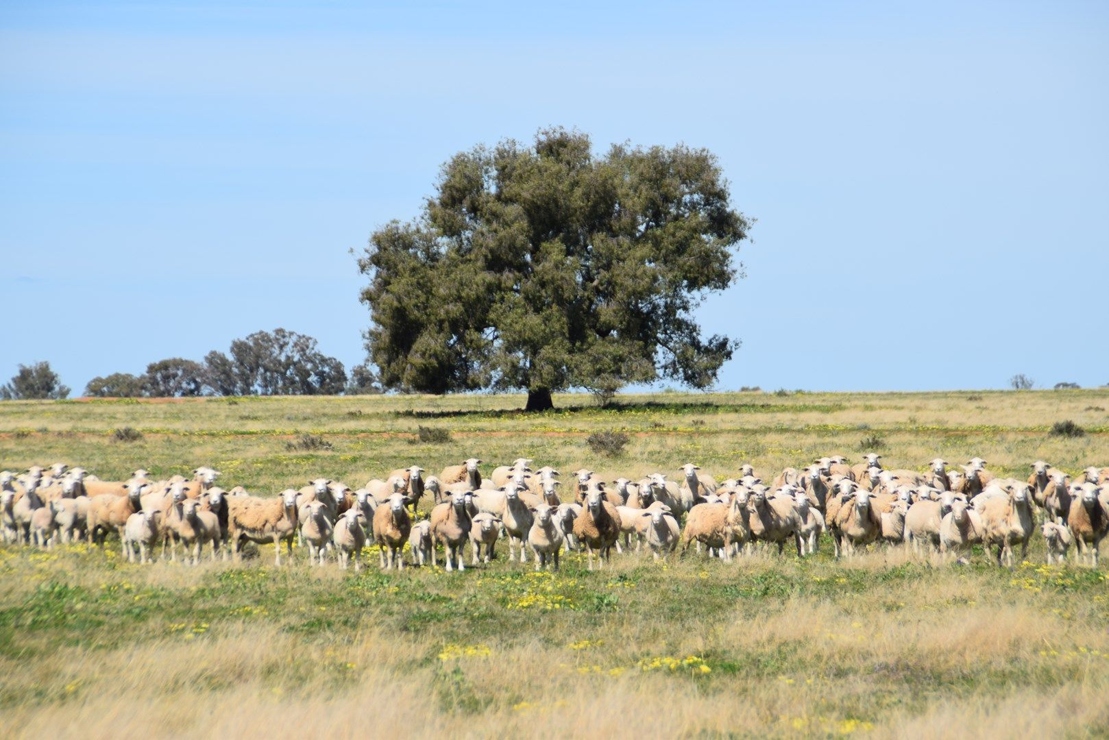 'Windeena' 802 Milpulling Road, Gilgandra NSW 2827, Image 0