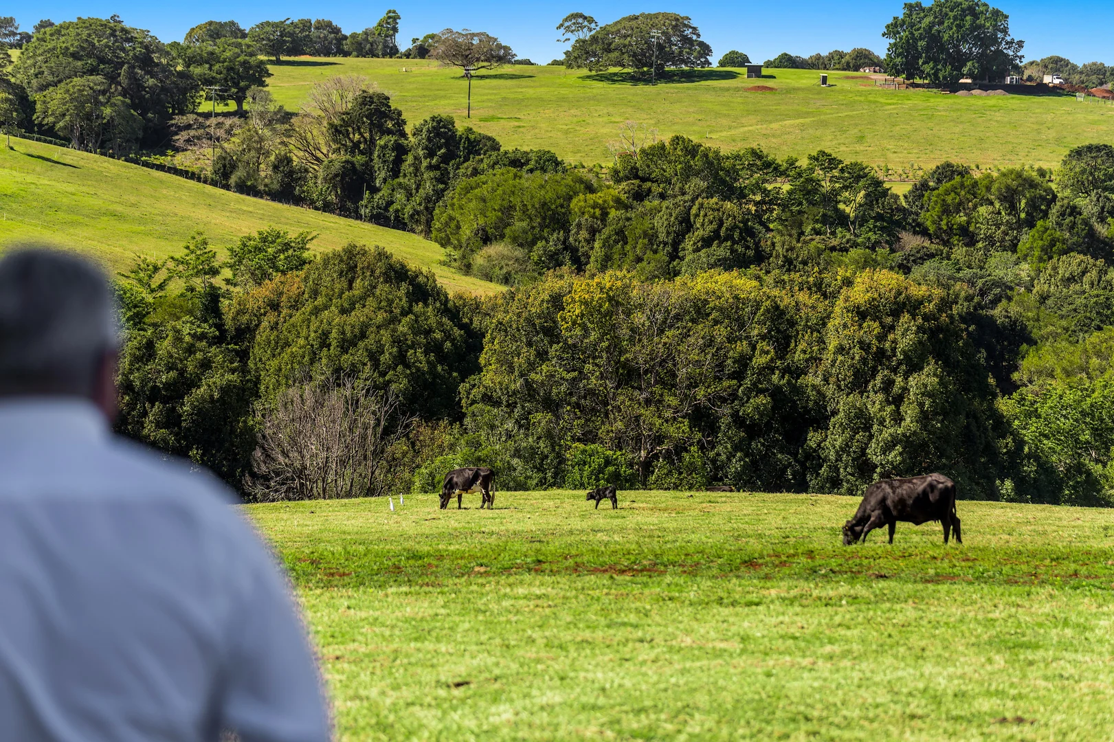 Additional image 14 of 369 Coolamon Scenic Drive, Coorabell NSW 2479