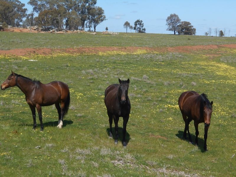 "GREEN HILLS", Berrigan NSW 2712, Image 2