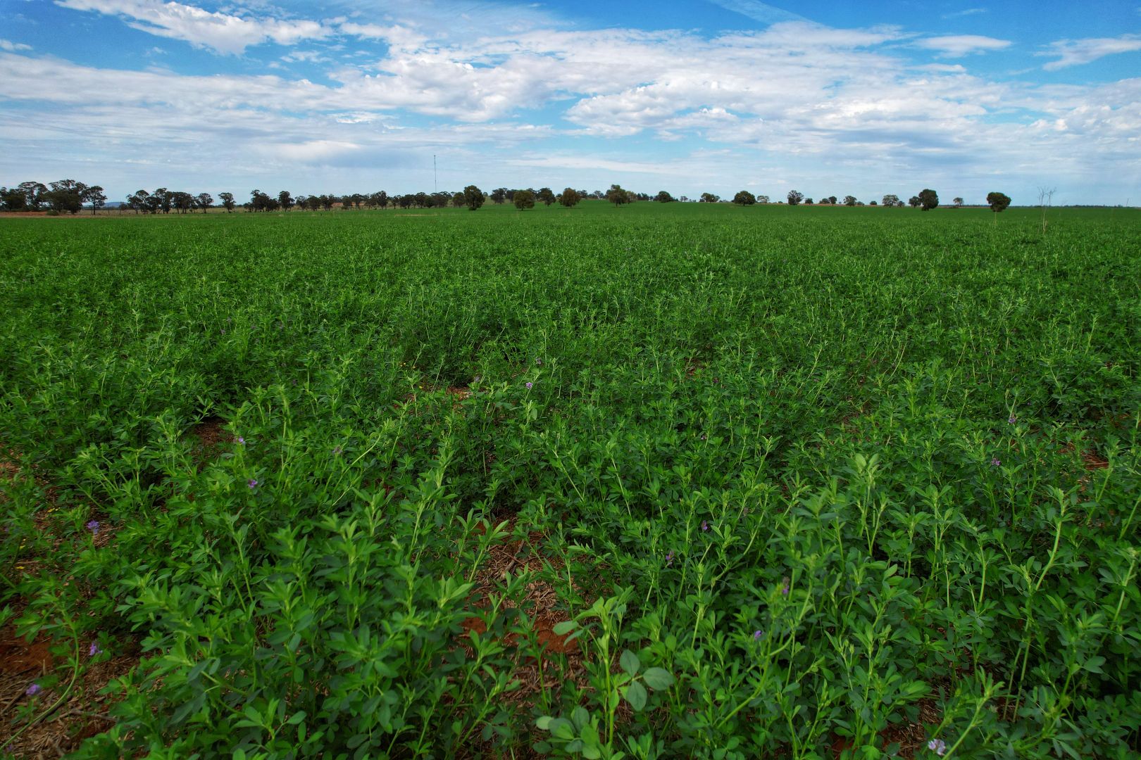 Wallsoken Bruie Plains Road, Trundle NSW 2875, Image 1