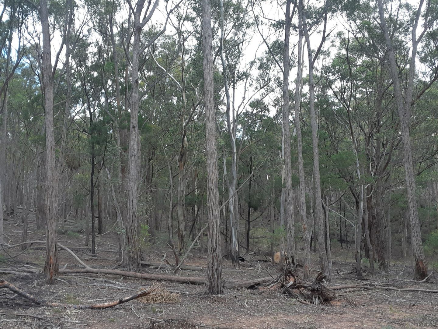 Lot 12 Timberlight Road, Windellama NSW 2580, Image 1