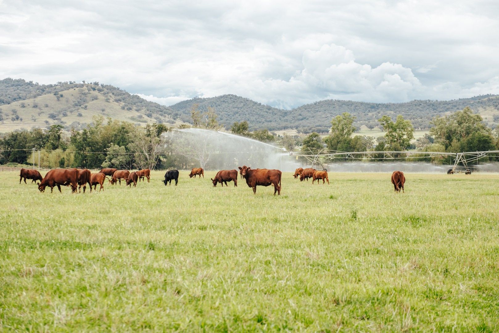 5 bedrooms Specialist Farm in 241 & 321 Loomberah Road TAMWORTH NSW, 2340