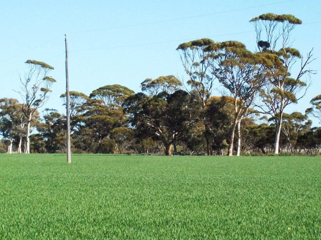 Cunderdin WA 6407, Image 0