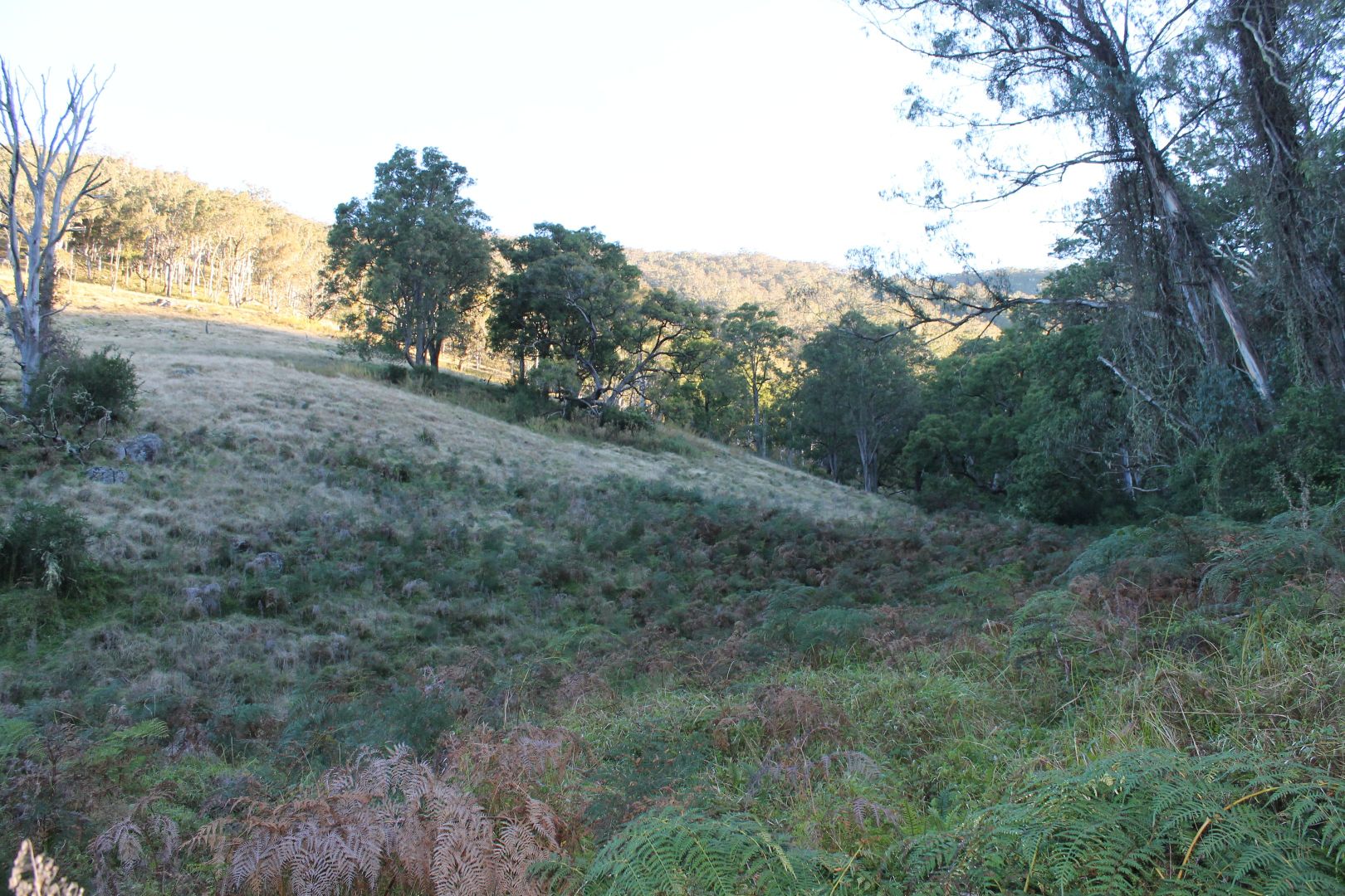 Lot 2 Off Neringla Road, Braidwood NSW 2622, Image 2