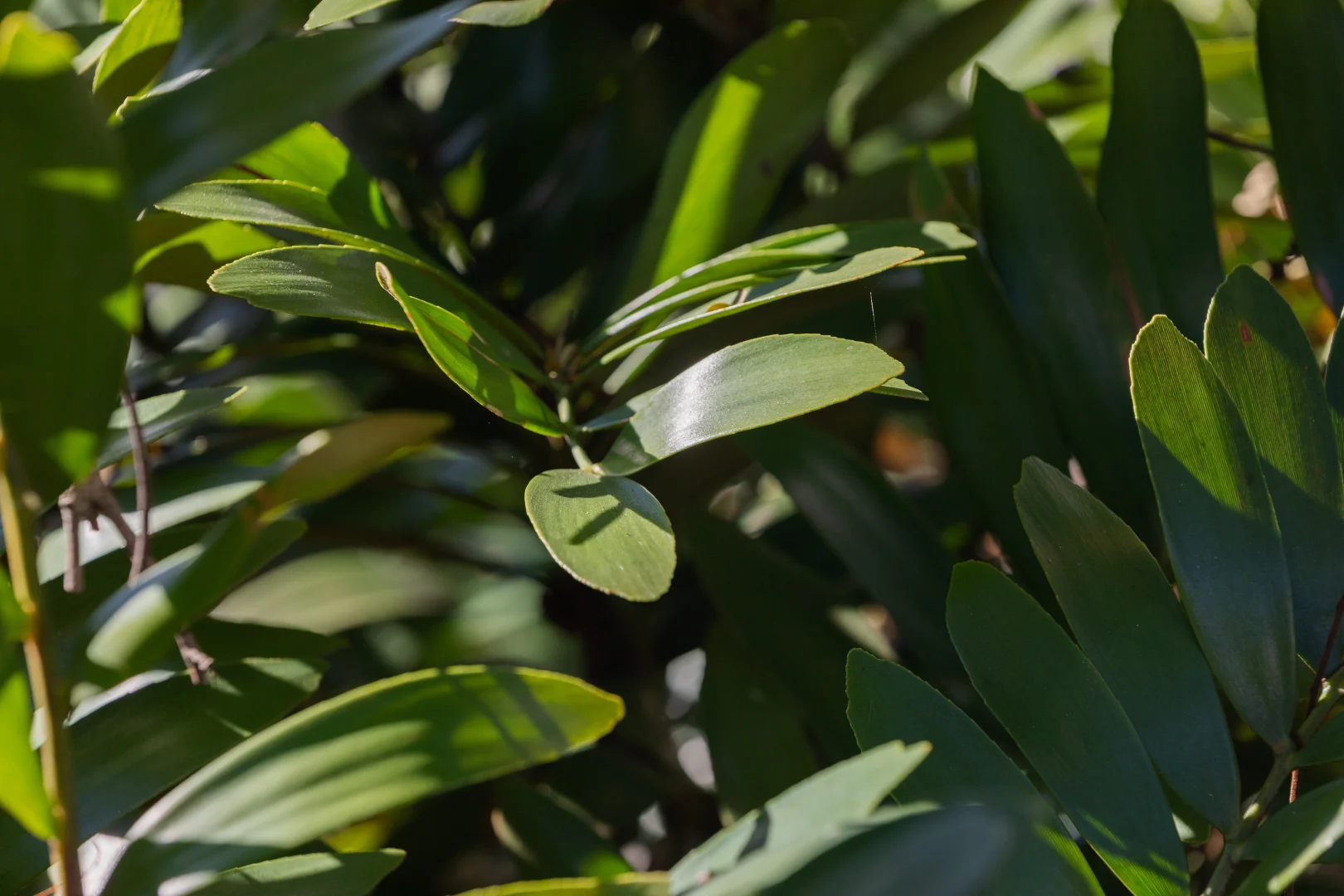 Additional image 12 of 31B Melcar Court, Diddillibah QLD 4559