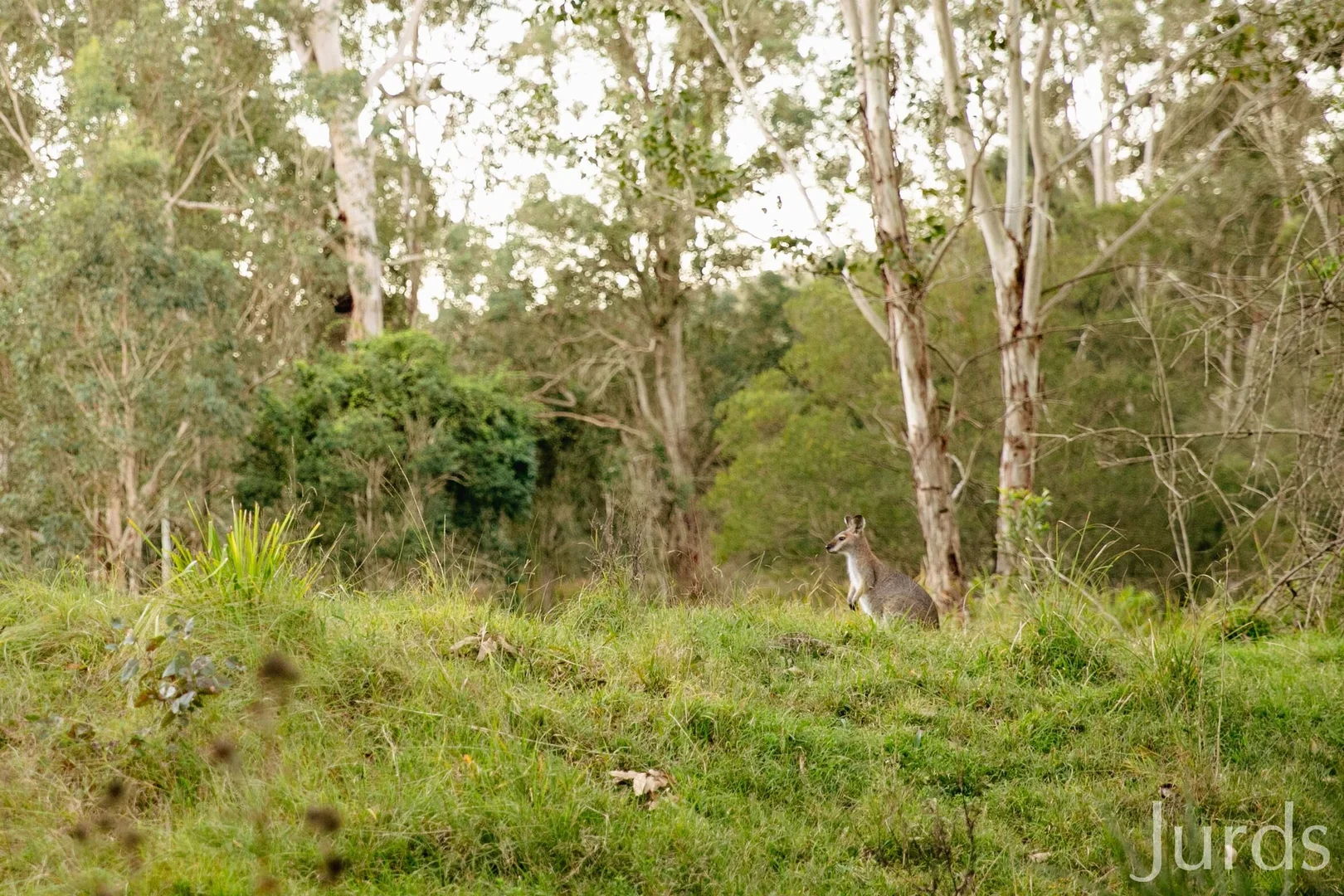Image 39