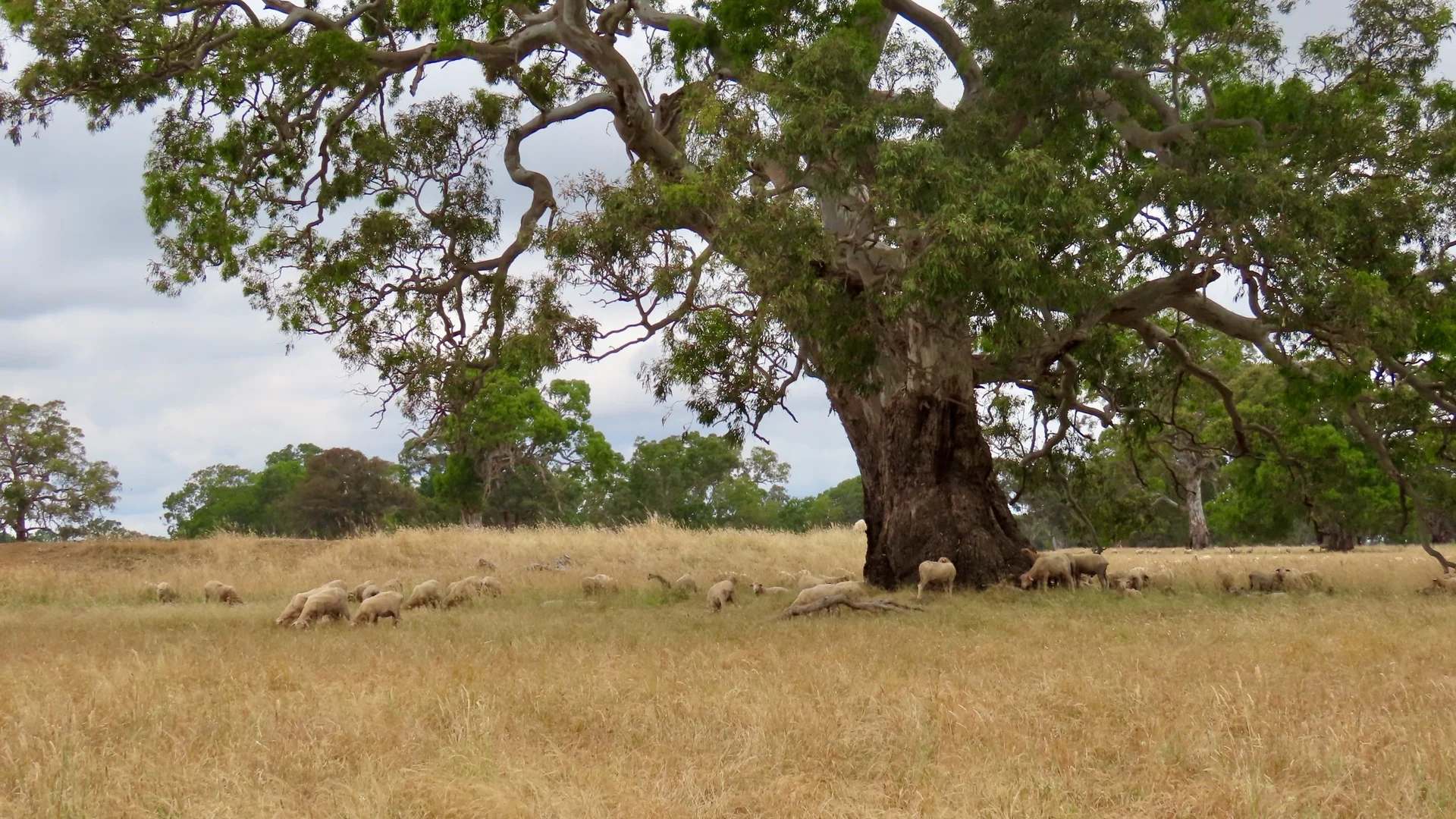 Additional image 15 of 596 Mostyn Lane, Balmoral VIC 3407