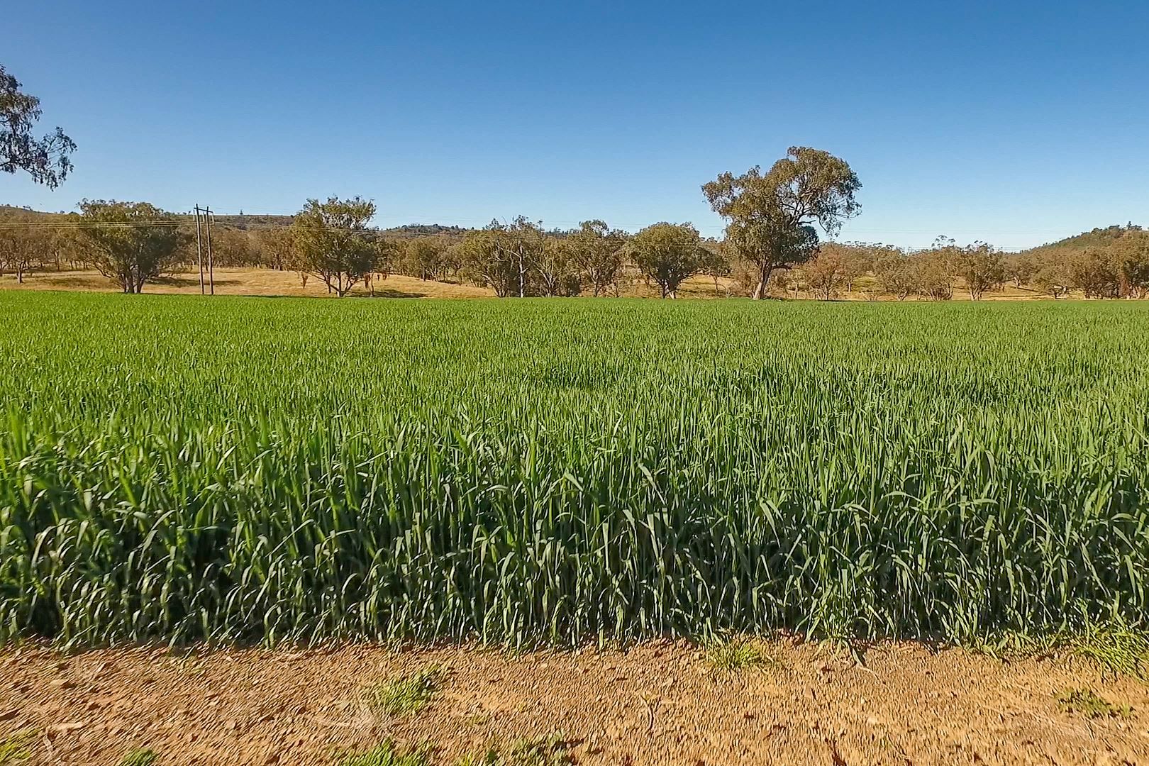 "Pepper Trees" Oakhampton Road, Barraba NSW 2347, Image 2