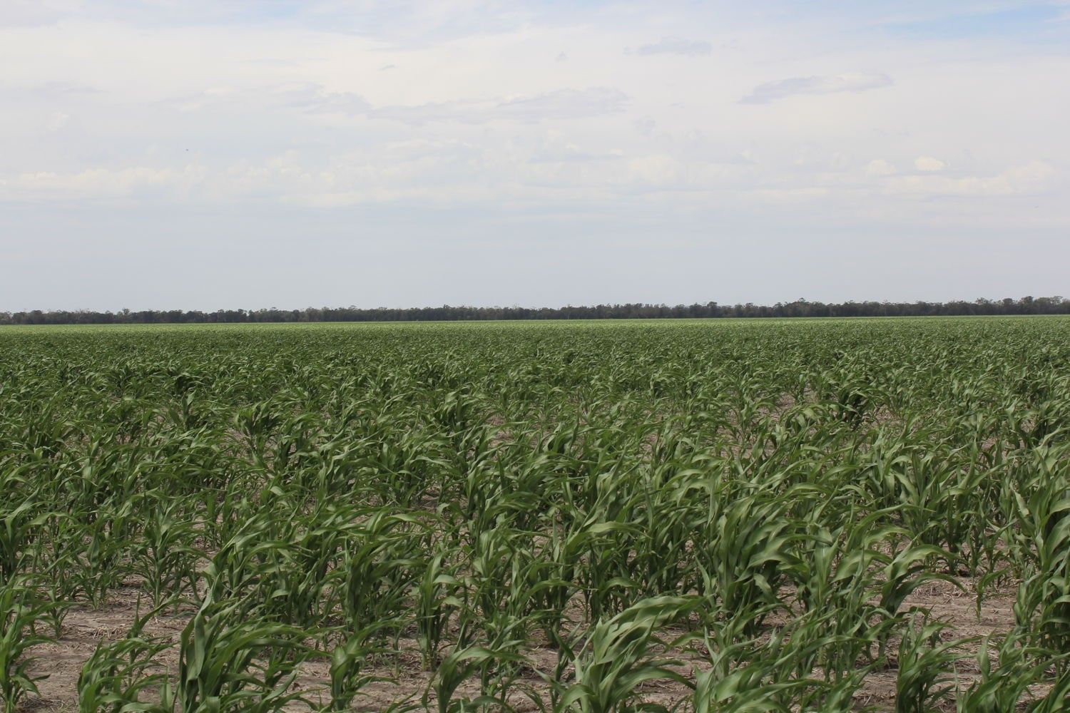 "Eralee" Croppa Creek, Moree NSW 2400, Image 0