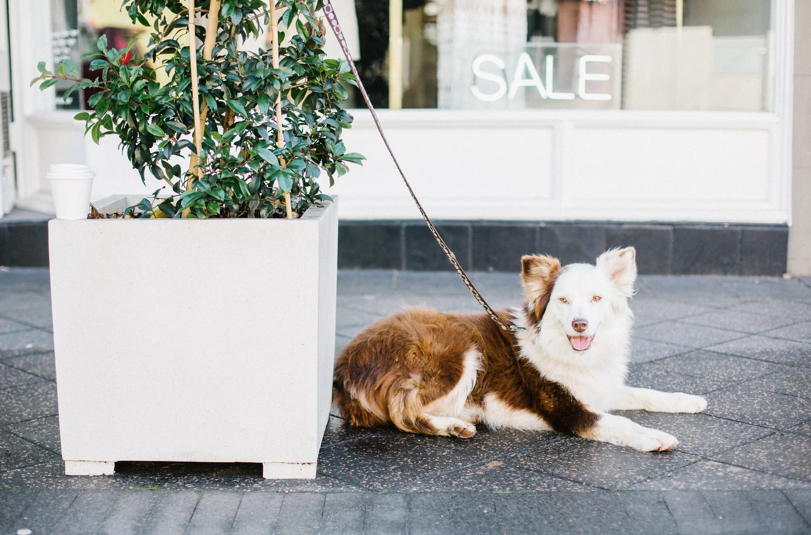 Additional image 8 of 15/70 Underwood Street, Paddington NSW 2021