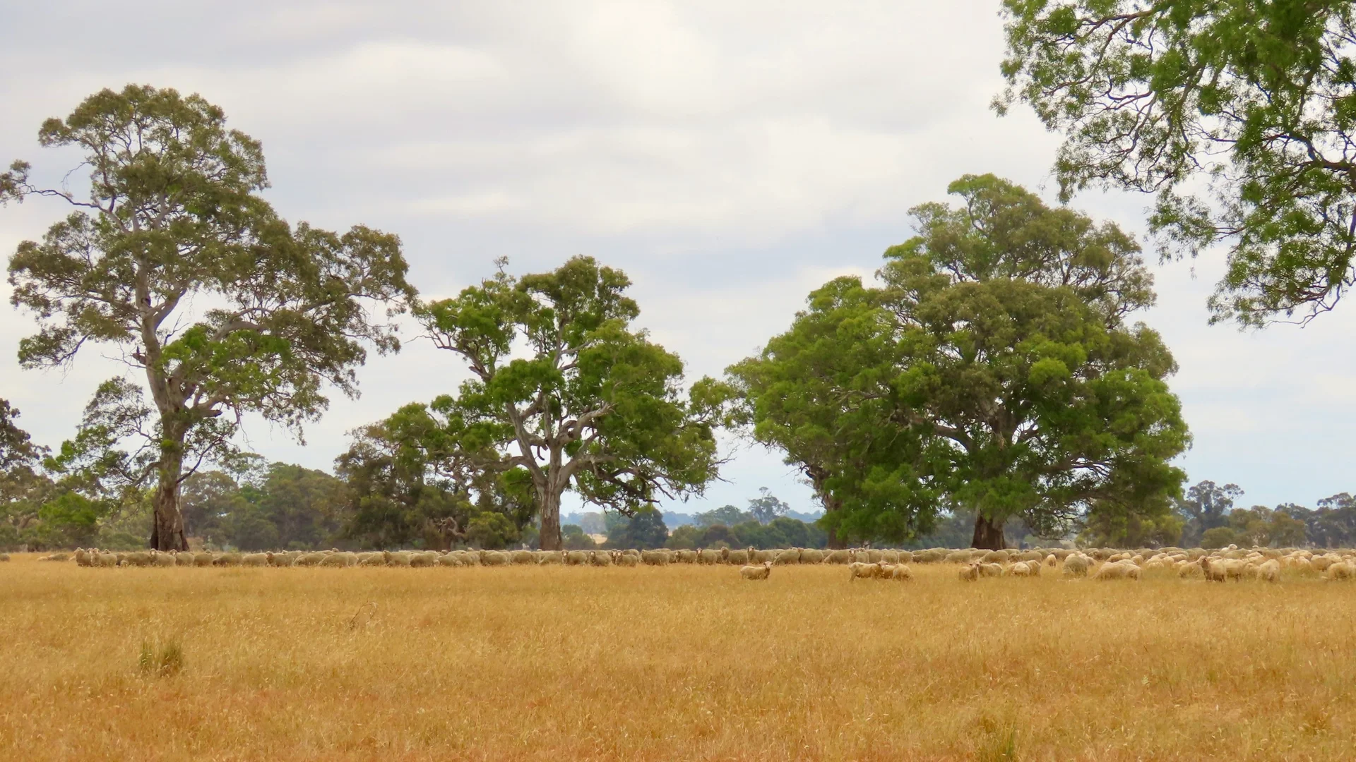 Additional image 19 of 596 Mostyn Lane, Balmoral VIC 3407