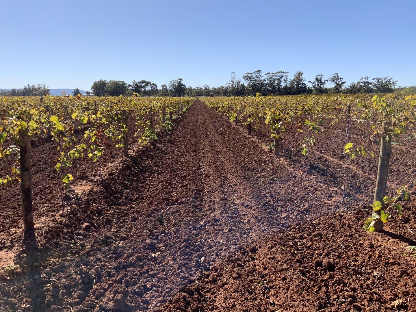 165 Pomroy Road, Yenda NSW 2681 House for Sale 675,000 Domain