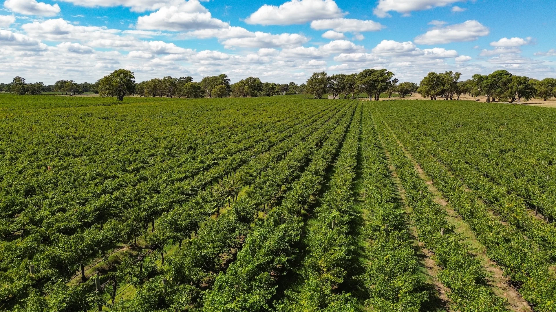 Additional image 5 of V&A Lane, Coonawarra SA 5263