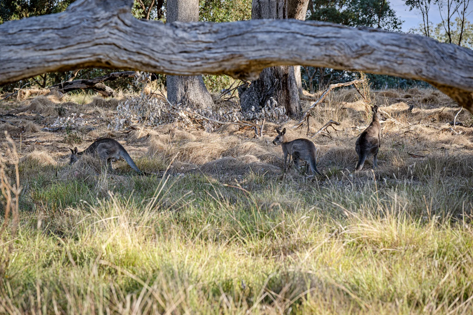 Additional image 9 of Fenchurch Drive, Ettamogah NSW 2640