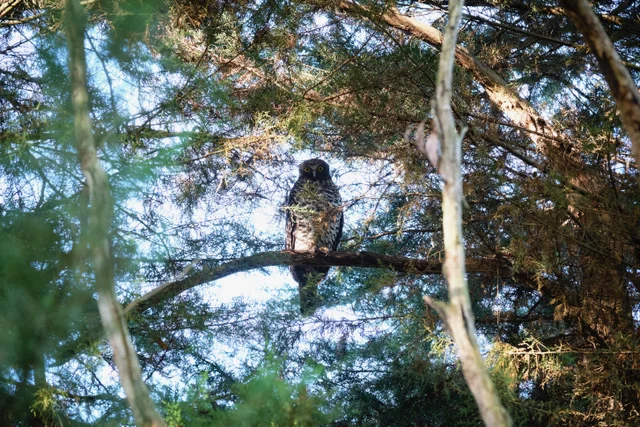 Additional image 26 of 340 Old Cobden-Port Campbell Road, Jancourt VIC 3266