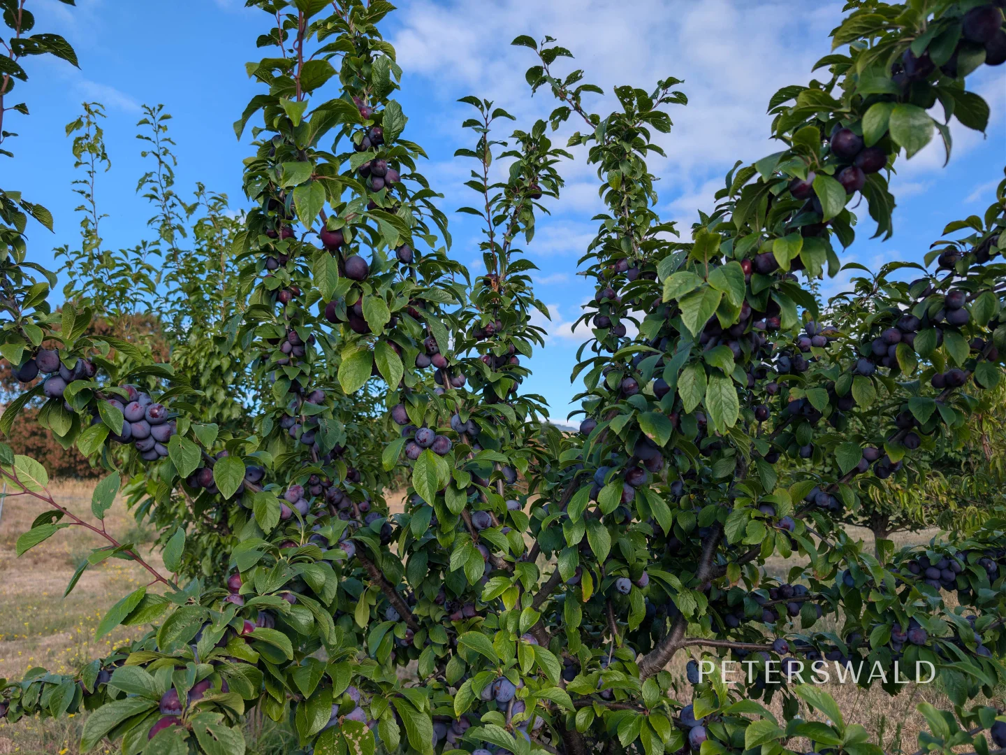 Additional image 34 of 38 Jacombe Street, Richmond TAS 7025