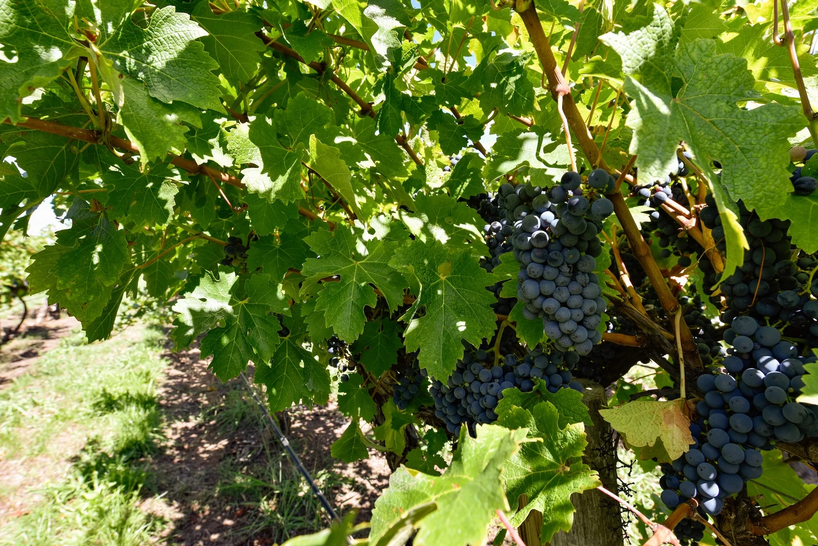 Additional image 19 of V&A Lane, Coonawarra SA 5263