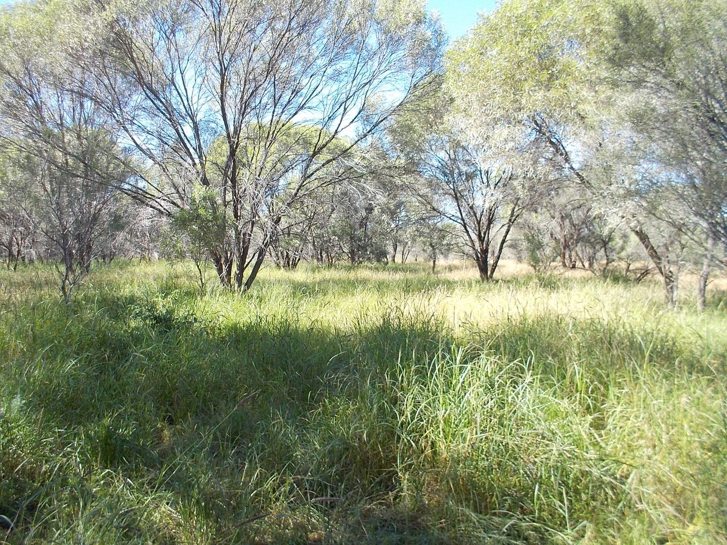 Pingandy Station via Meekatharra, Meekatharra WA 6642, Image 1