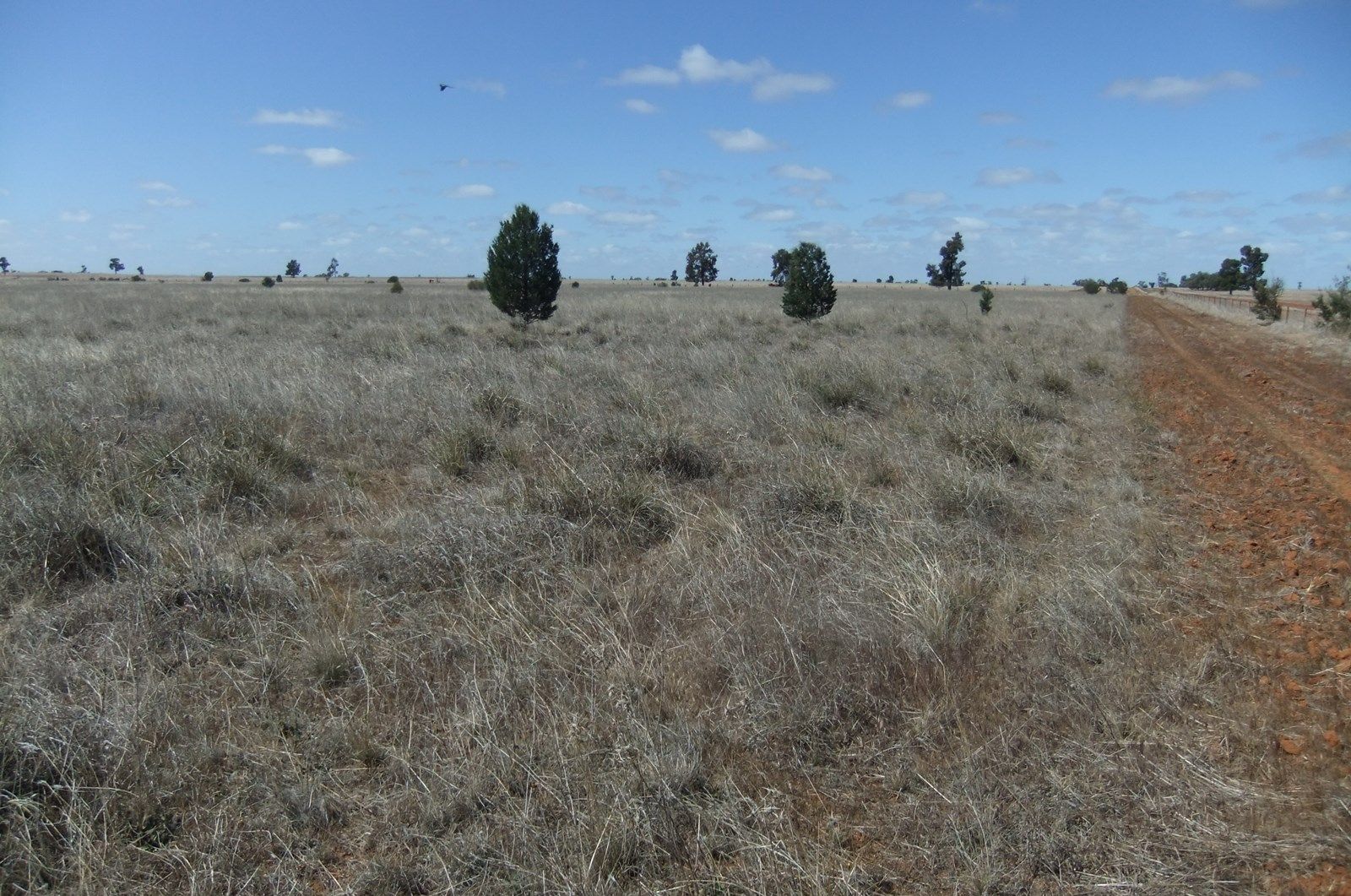 "Trelawn" Wild Horse Tank Road, Merriwagga NSW 2652, Image 1