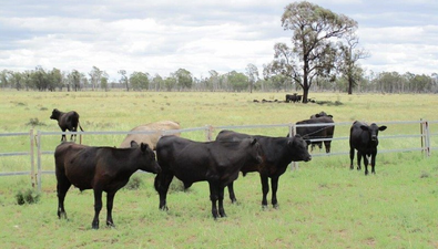Picture of 2461 ACRES CATTLE GRAZING, TARA QLD 4421