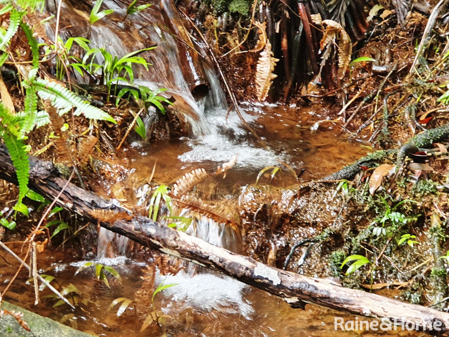 Lot 45 Ronald Road FOREST CREEK, Daintree QLD 4873, Image 1