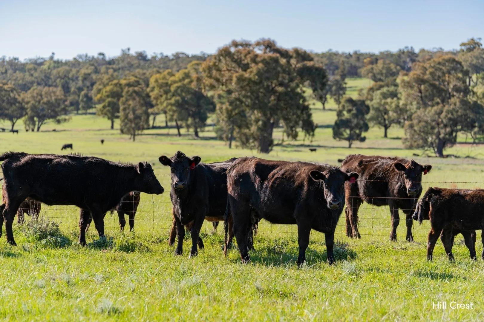 Additional image 28 of Kamarah Road, Narrandera NSW 2700