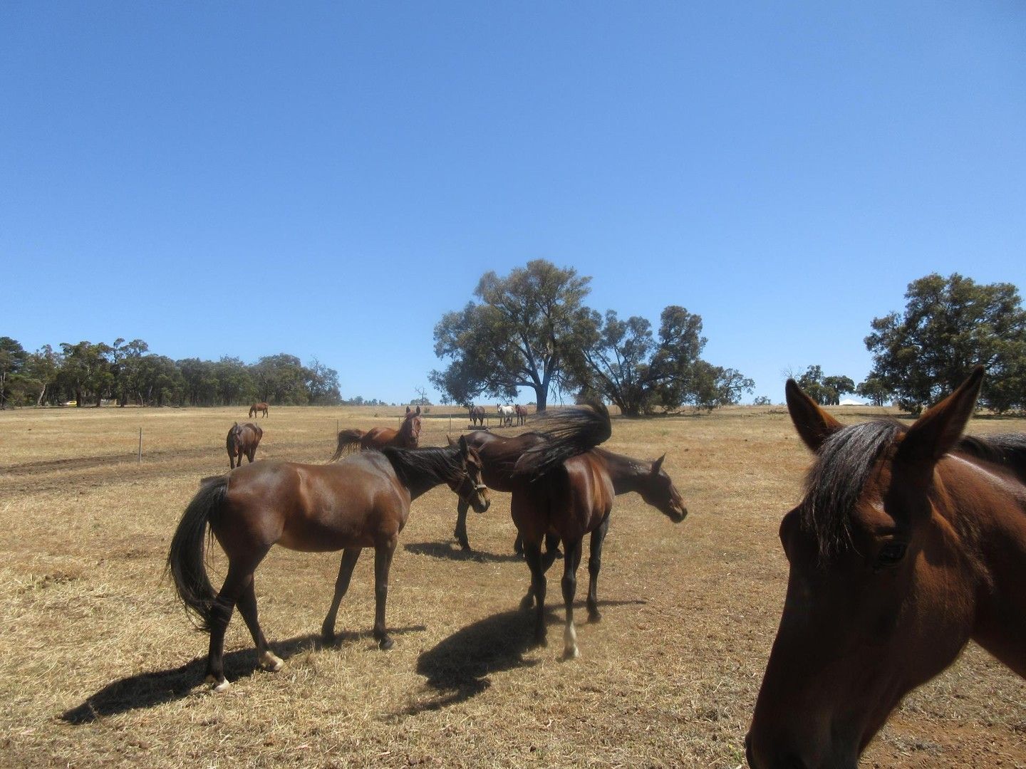 Lot 57, Shearing rise, Wundowie WA 6560, Image 0