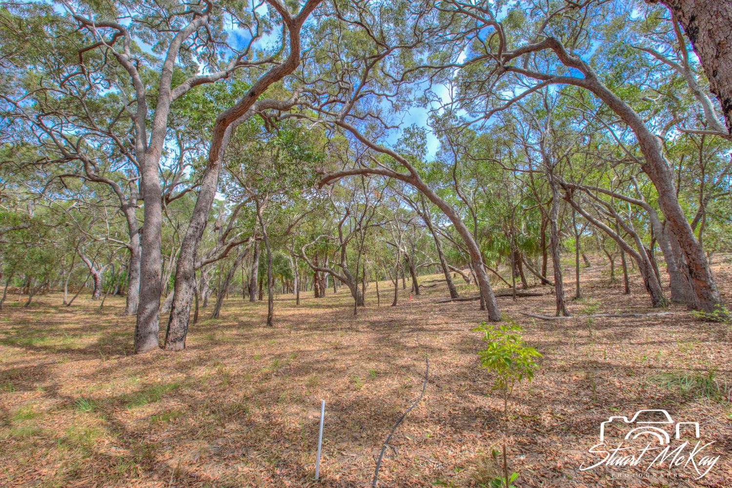 Lot 80 Bloodwood Ave, Agnes Water QLD 4677, Image 2