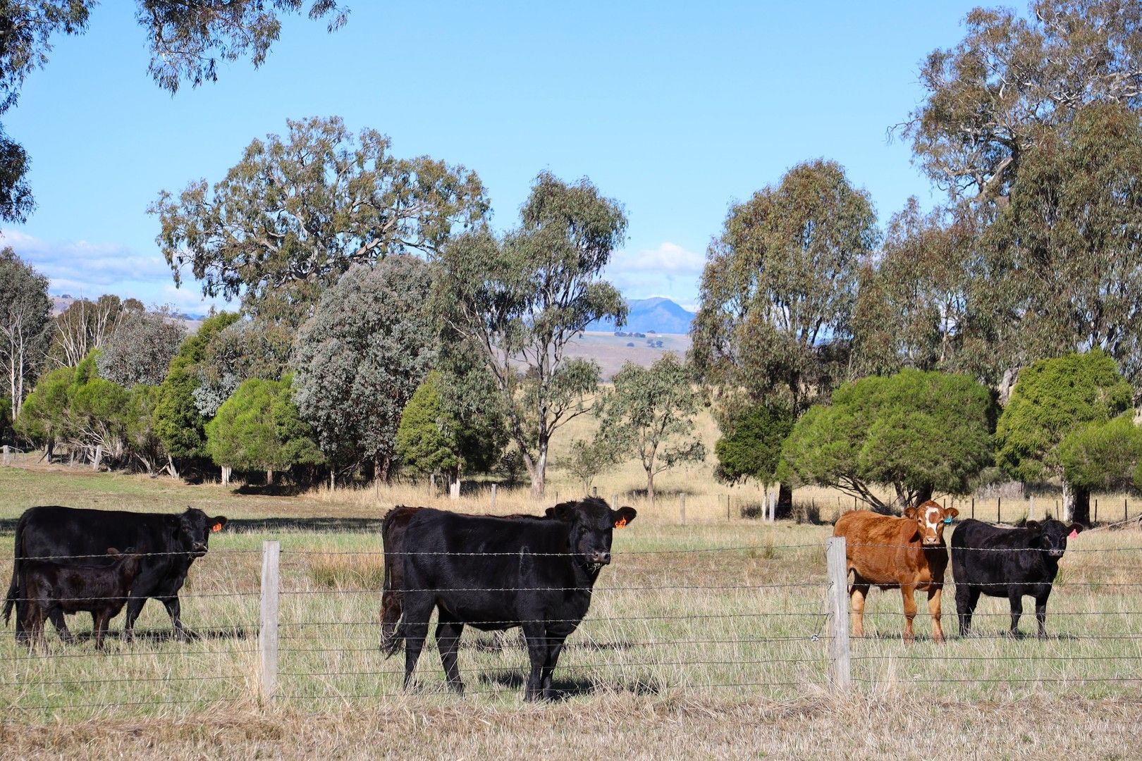 290 Barwite Road, Mansfield VIC 3722, Image 0