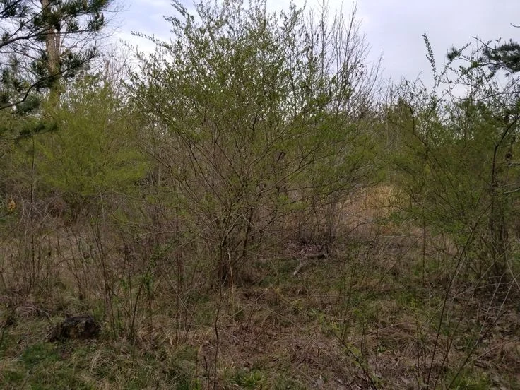 Additional image 15 of Casuarina WA 6167