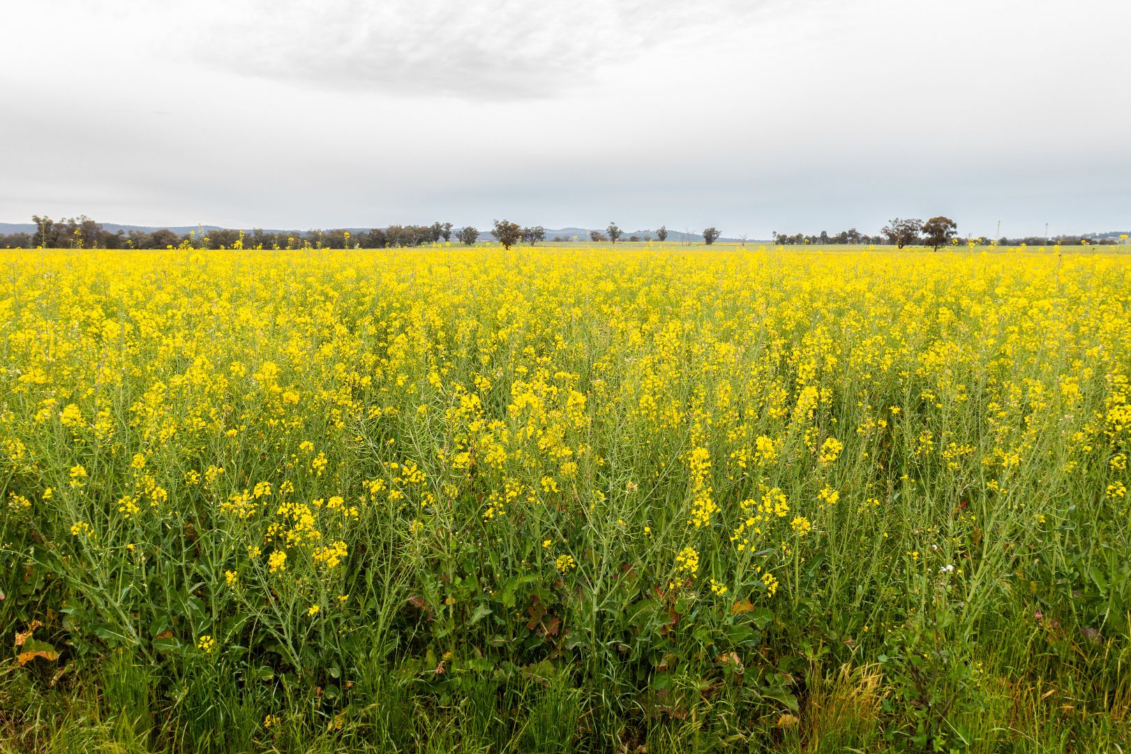 'Killarney' 99R Nubingerie Road, Benolong NSW 2818, Image 2