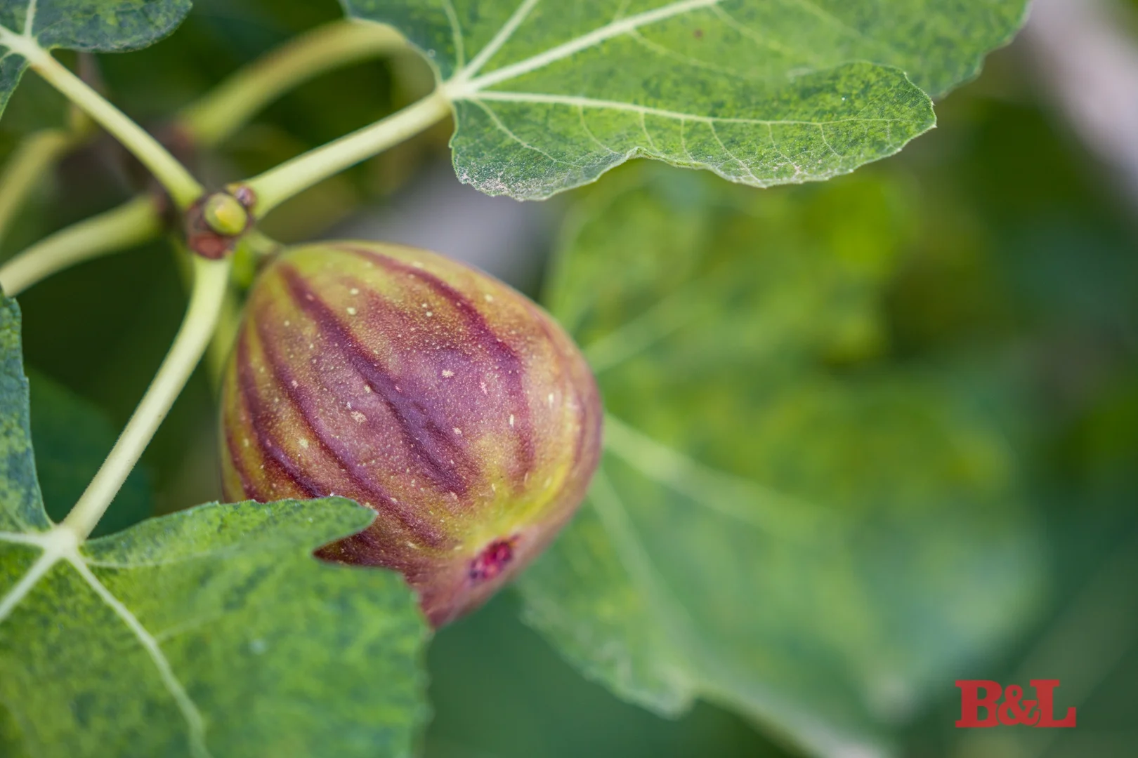 Additional image 6 of 7 Melrose Drive, Raglan NSW 2795