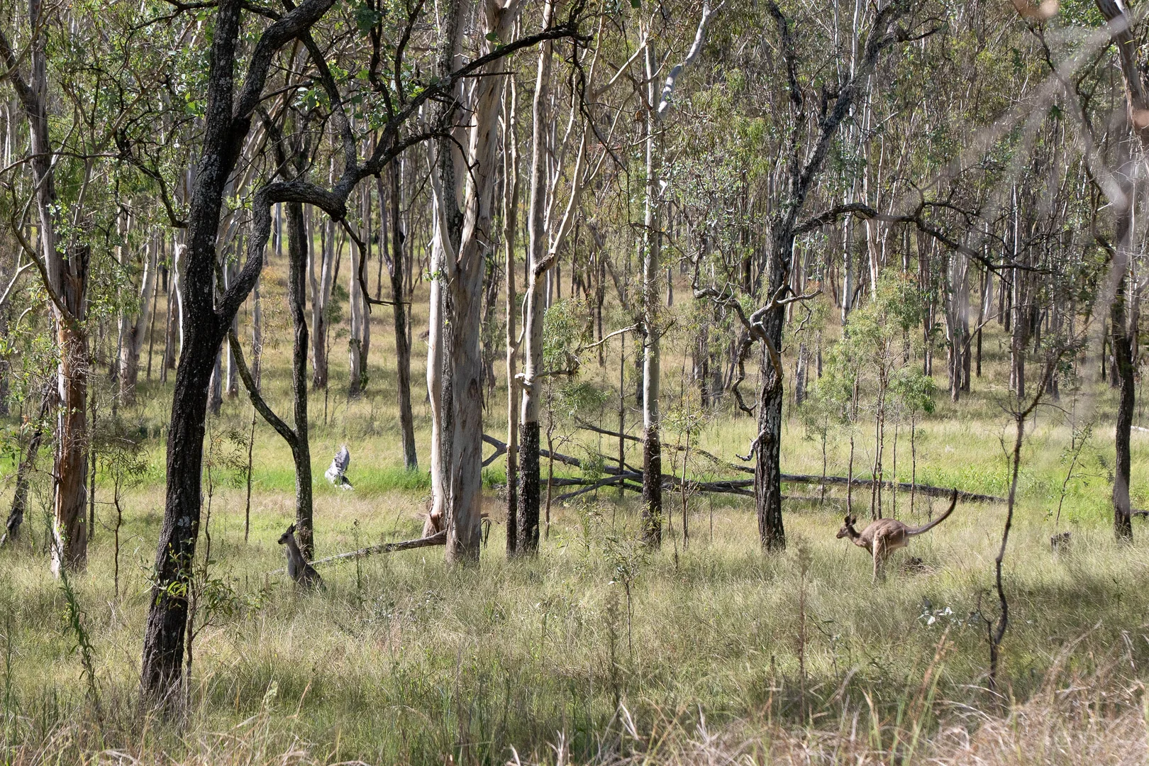 Additional image 12 of Lot 65 Cunningham Highway, Mutdapilly QLD 4307