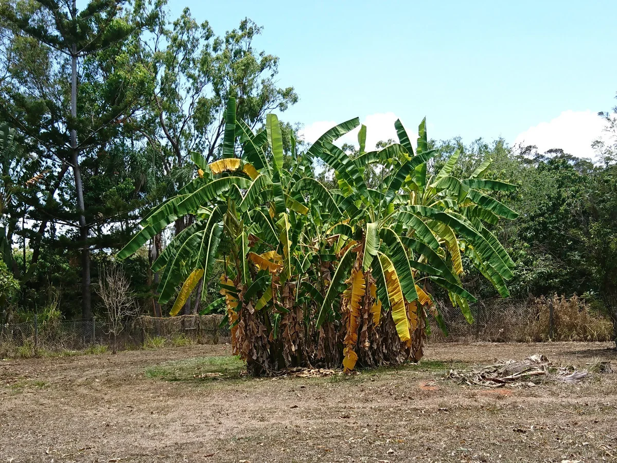 Additional image 10 of House 2/3760 Kennedy Highway, Mareeba QLD 4880