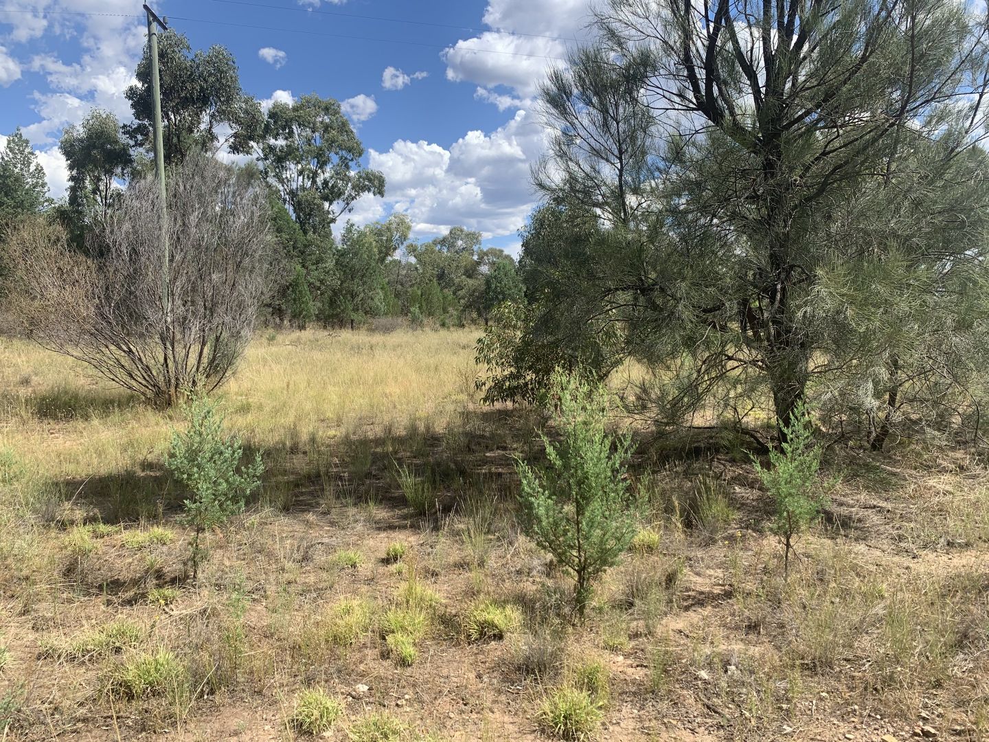 Lot 3 Warraderry Way (Gooloogong Via Cowra), Cowra NSW 2794, Image 2