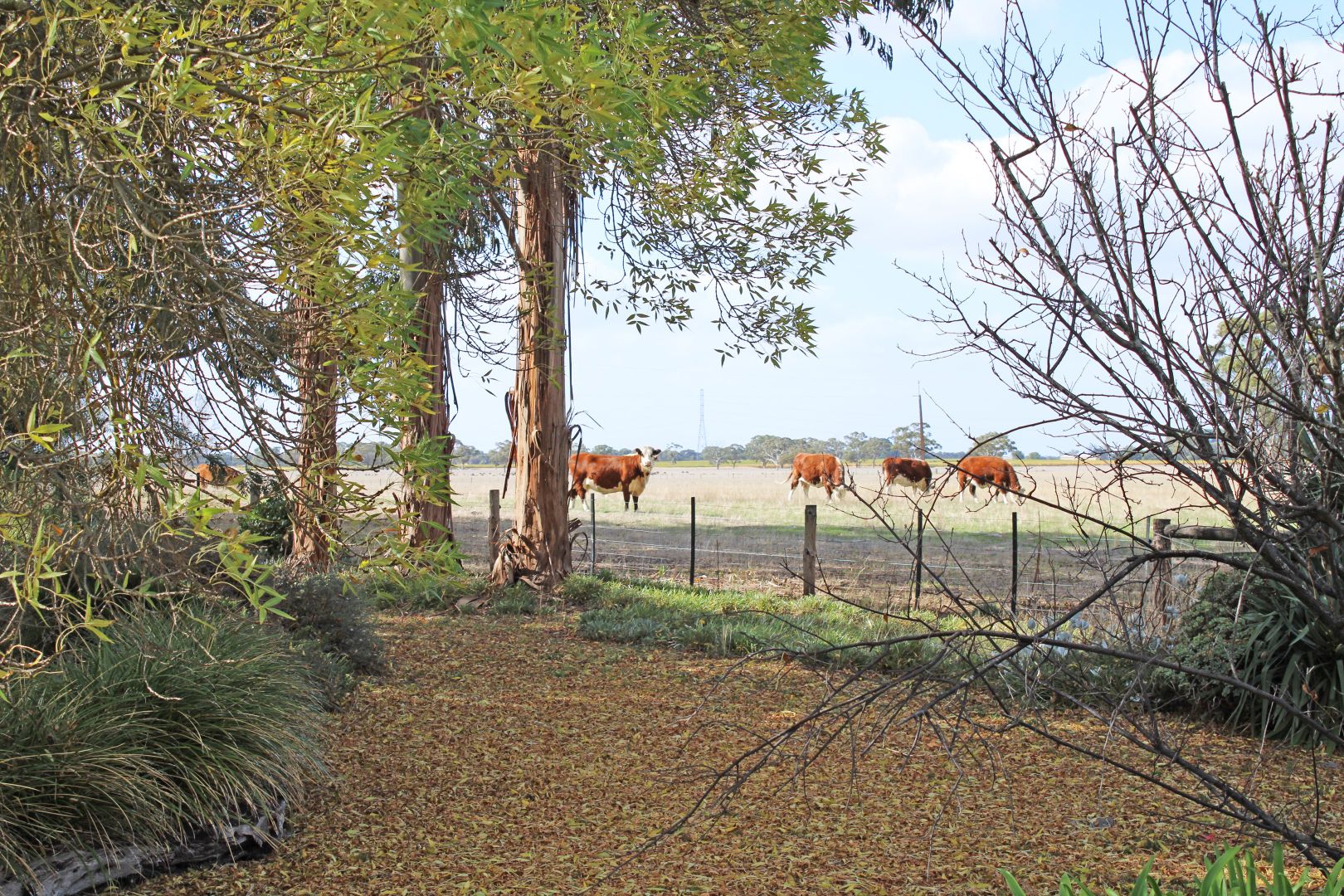 524 Bool Lagoon West Road, Bool Lagoon SA 5271, Image 2