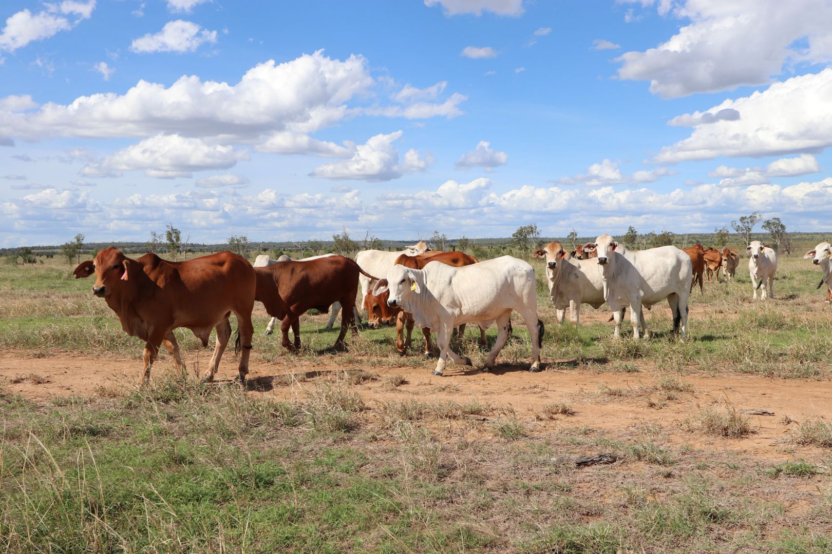 "WYNDAMERE" OLINDA ROAD, Kokotungo QLD 4702, Image 2