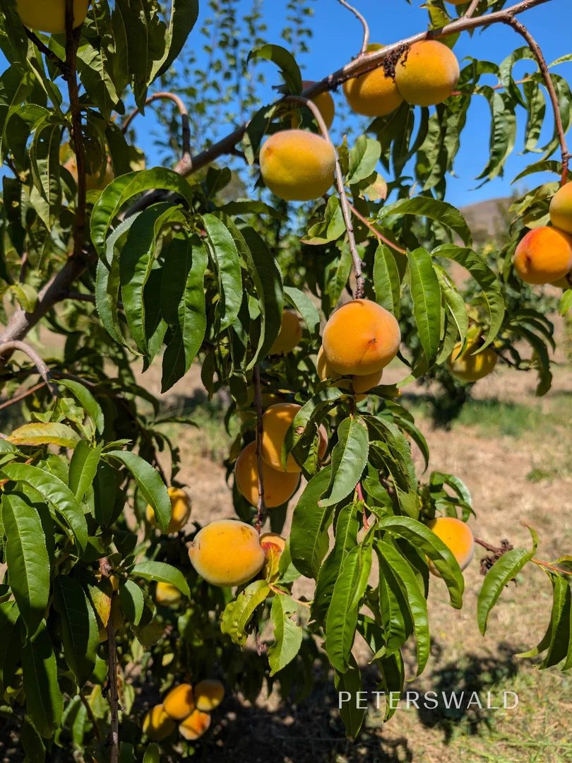 Additional image 30 of 38 Jacombe Street, Richmond TAS 7025