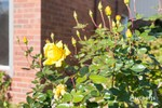 Image 29