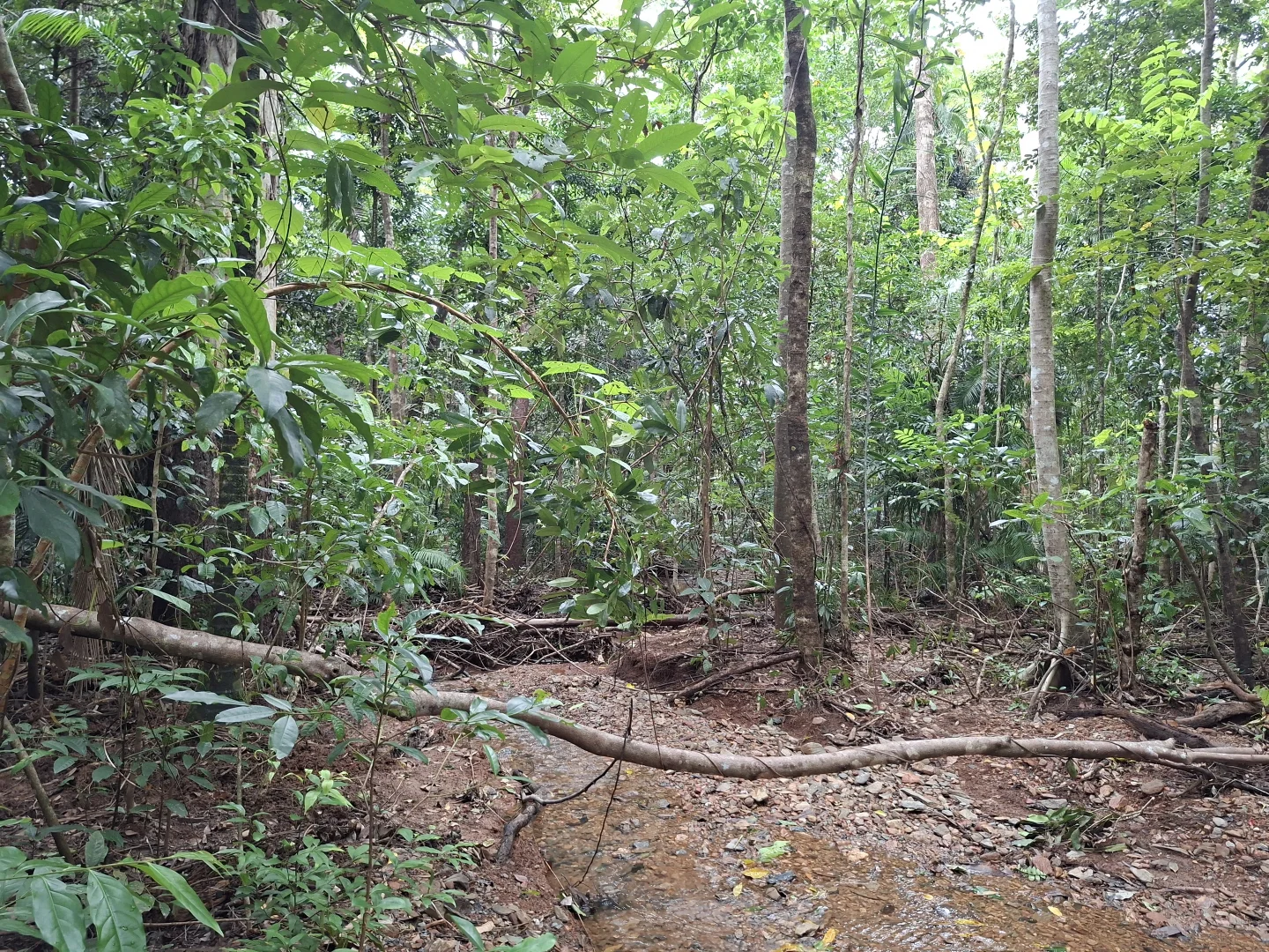 Additional image 10 of Lot 140 Quandong Road, Cow Bay, Daintree QLD 4873